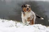BERGER AUSTRALIEN PUPPIES 506